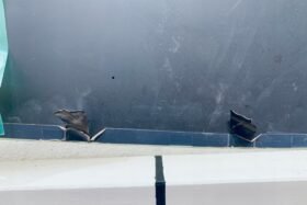 Предно стъкло NISSAN ARIYA 2022- АКУ+КАМЕРА+СЕНЗОР ЗА ОТОПЛЕНИЕ+HUD+ОРИГИНАЛ-4 на ниска цена