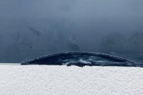 Предно стъкло SUBARU LAVORG 2016- SEN+GRZ+OE-4 на ниска цена